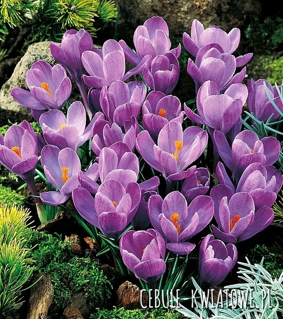 Krokus Wielkokwiatowy Grand Maitre XXXL 10 szt.