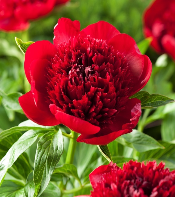 Piwonia Red Charm 1 szt