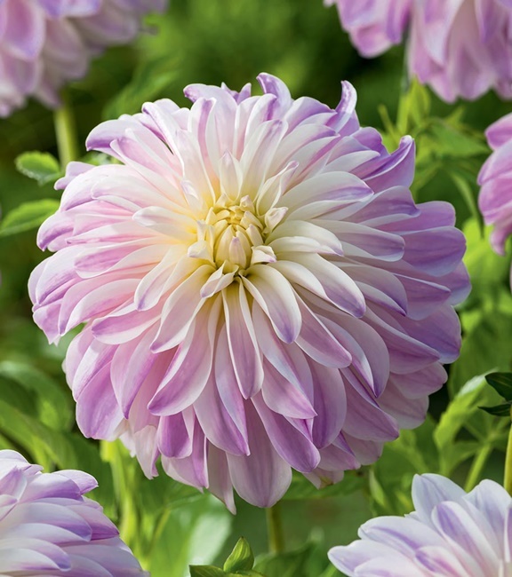 Dalia Talerzowa Time For All 1 szt.