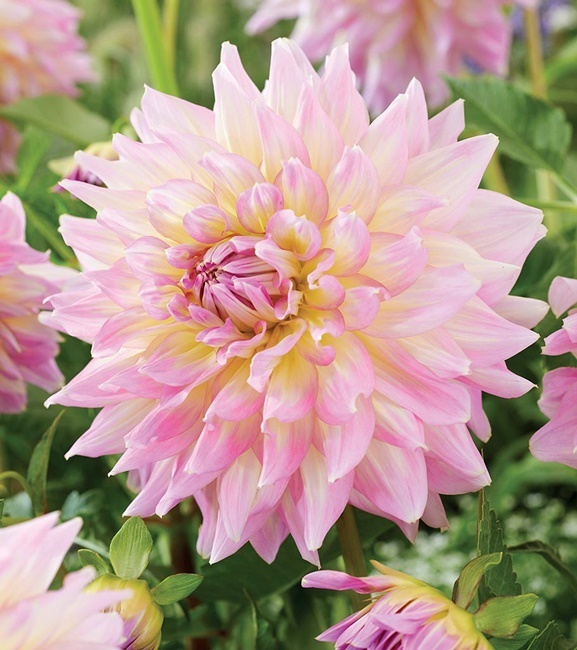 Dalia Talerzowa Strawberry Ice 1 szt.