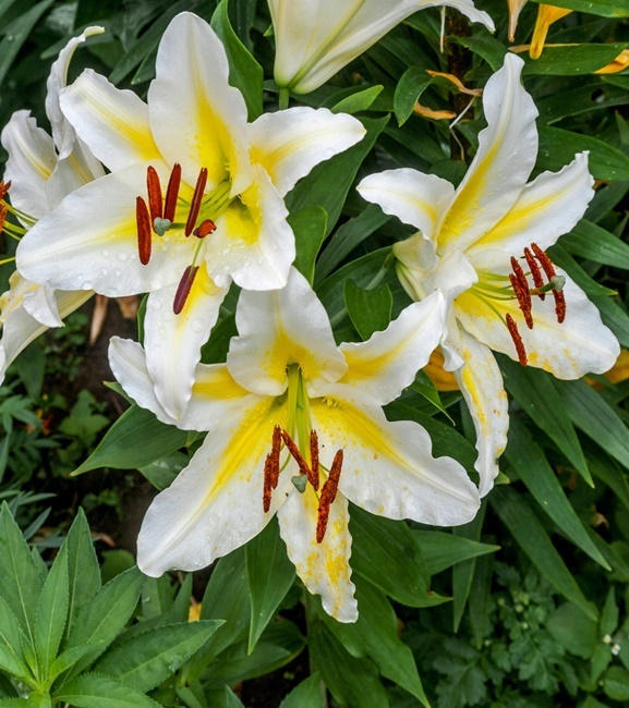 Lilia Orientalna Golden Romance 1 szt.