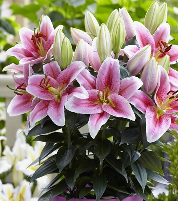 Lilia Orientalna First Romance 1 szt.