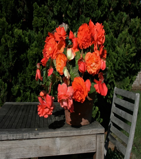 Begonia Hanging Aromantics Orange/Red 1 szt.