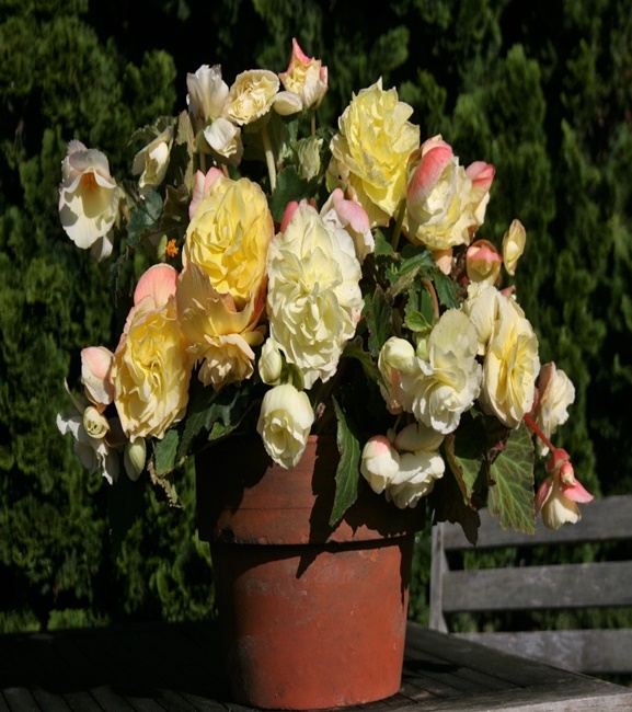 Begonia Hanging Aromantics Yellow 1 szt.