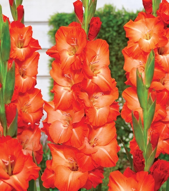 Gladiolus Mieczyk Wielkokwiatowy Salmon Star 5 szt.