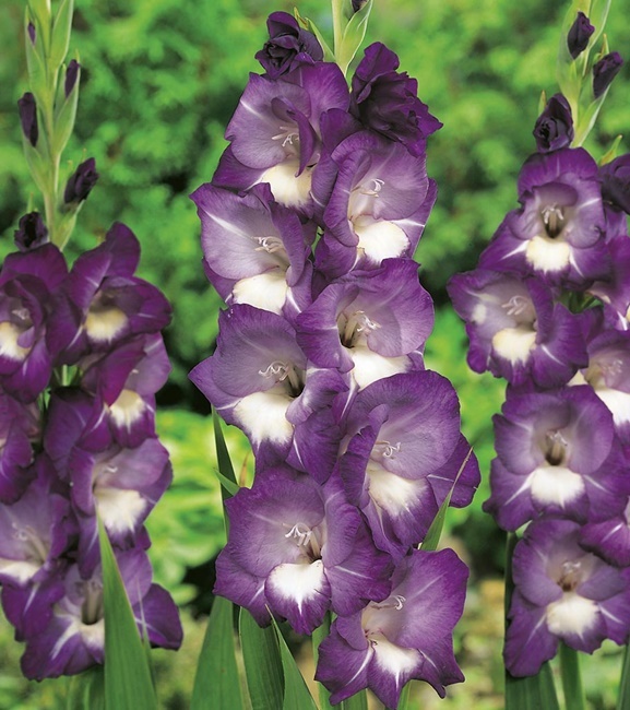 Gladiolus Mieczyk Wielkokwiatowy Deep Purple 5 szt.