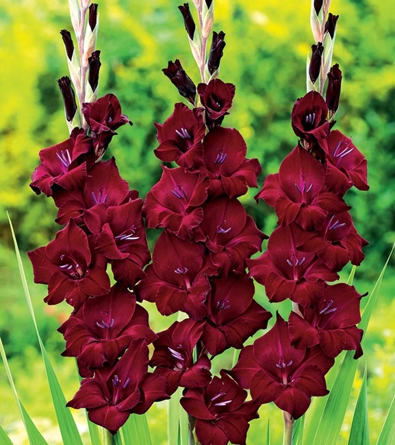 Gladiolus Mieczyk Wielkokwiatowy At Night 5 szt.
