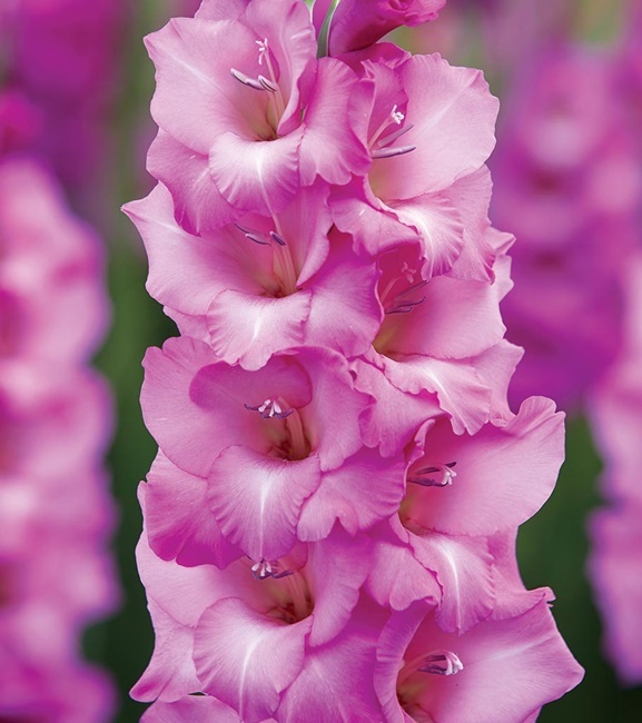 Gladiolus Mieczyk Wielkokwiatowy Lennon 5 szt.