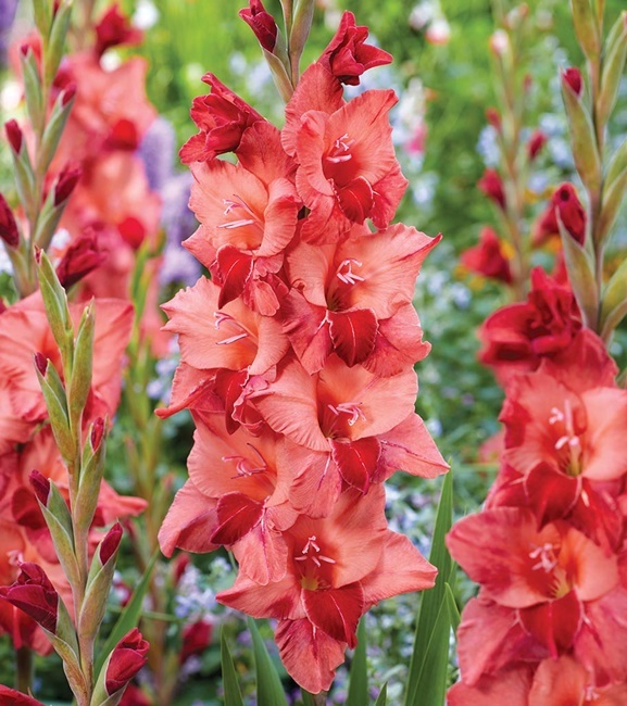 Gladiolus Mieczyk Wielkokwiatowy Soul 5 szt.