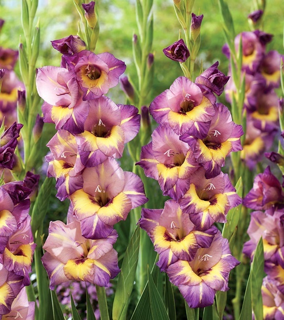 Gladiolus Mieczyk Wielkokwiatowy Joplin 5 szt.