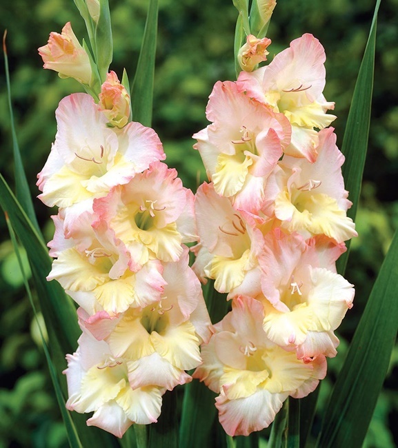 Gladiolus Mieczyk Wielkokwiatowy Cera Stelvio 5 szt.