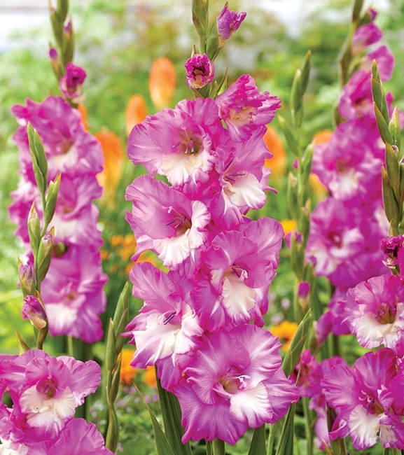 Gladiolus Mieczyk Wielkokwiatowy Cera Corfinio 5 szt.