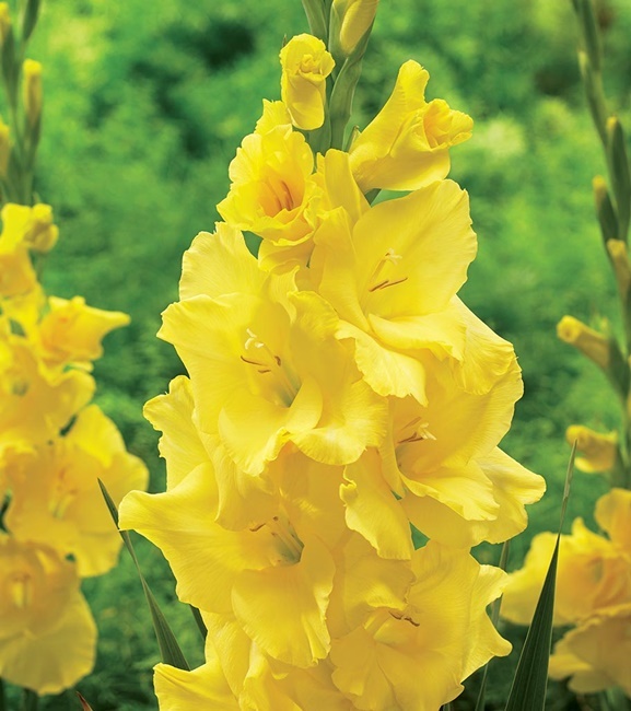 Gladiolus Mieczyk Wielkokwiatowy Yellowa 5 szt.