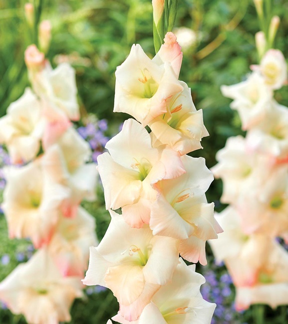 Gladiolus Mieczyk Wielkokwiatowy Careless 5 szt.