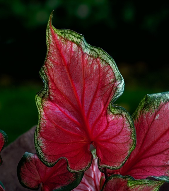 Kaladium Pink Panther 1 szt.