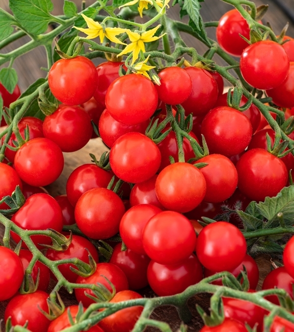 Pomidor koktajlowy Cerise 0,5g