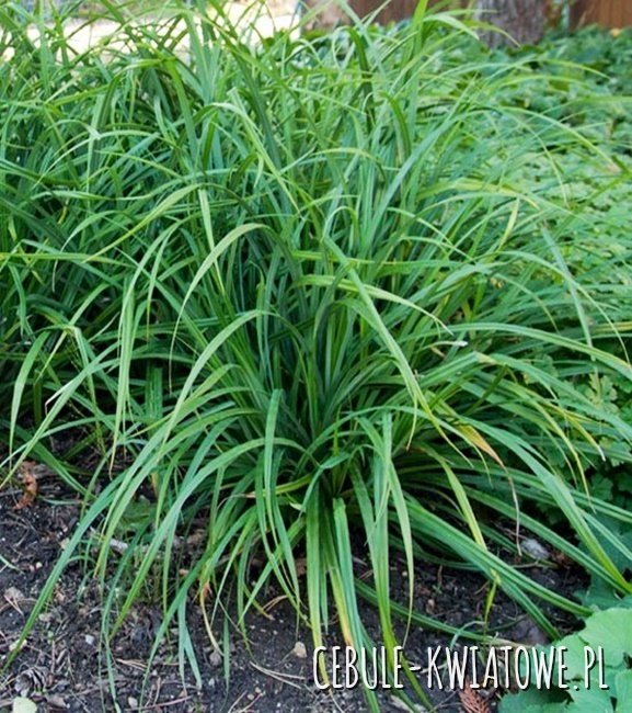 Turzyca Japońska Irish Green 1 szt.