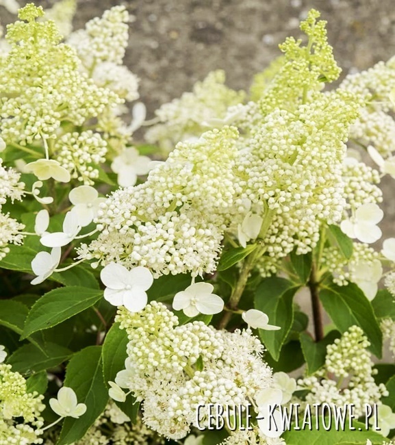 Hortensja bukietowa Magical Himalaya- doniczka