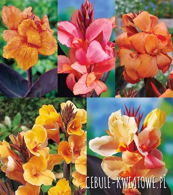 Zestaw Canna Ciemnolistna - Paciorecznik 7