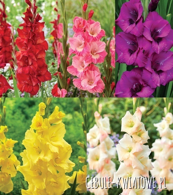 Zestaw Gladiolus - Mieczyk "27"