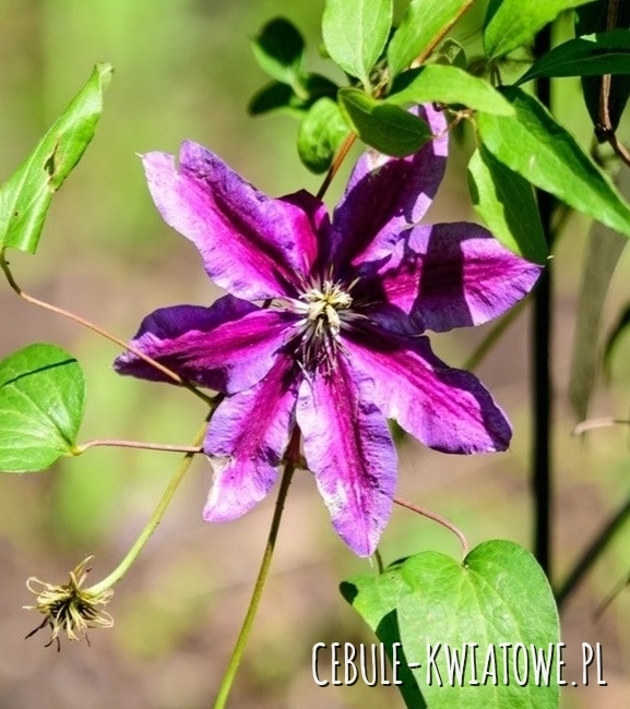 Clematis Wielkokwiatowy Akaishi 1szt - doniczka