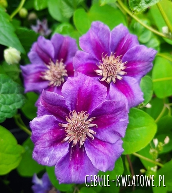 Clematis Ashva 1szt. - doniczka