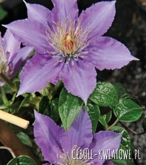 Clematis Dzieci Warszawy 1szt. - doniczka