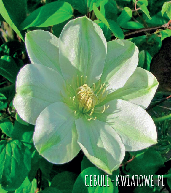 Clematis Wielkokwiatowy Guernsey Cream 1szt - doniczka