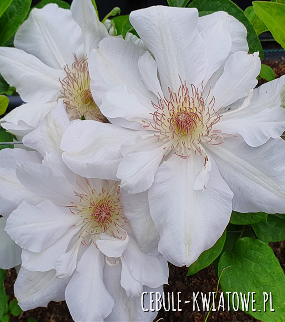 Clematis Jerzy Popiełuszko 1szt. - doniczka