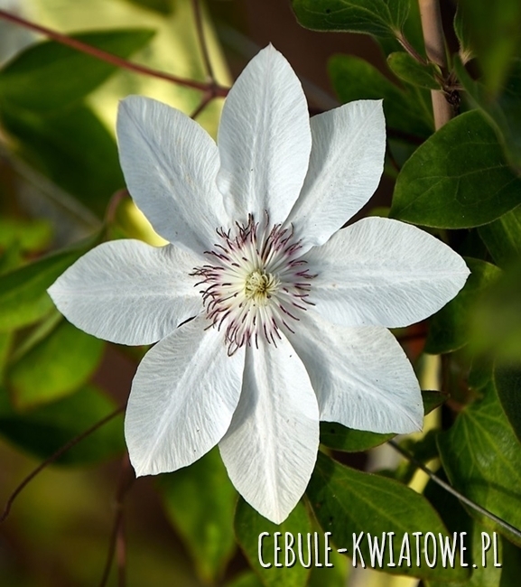 Clematis wielkokwiatowa Matka Urszula Ledóchowska 1szt. - doniczka