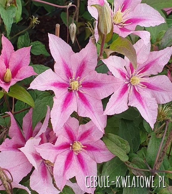 Clematis wielkokwiatowa Rosamunde 1szt. - doniczka