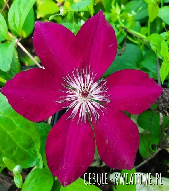 Clematis wielkokwiatowy Perida 1szt. - doniczka