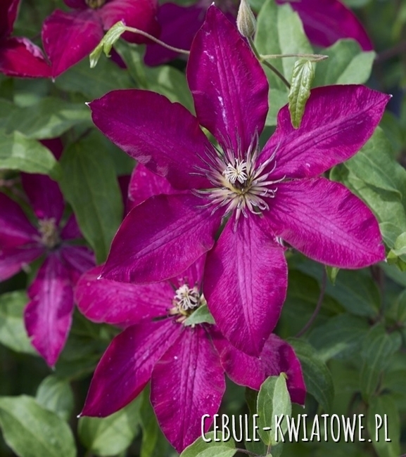 Clematis wielkokwiatowy Solidarność 1szt. - doniczka