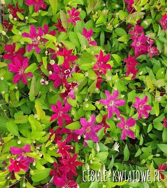 Clematis wielkokwiatowy Stasik 1szt. - doniczka