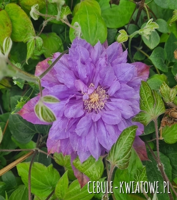Clematis wielkokwiatowy Vyvyan Pennel 1szt. - doniczka