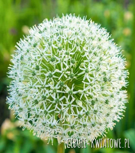 Allium - Czosnek Ozdobny Stipitatum Mount Everest Sadzonka Doniczka P9