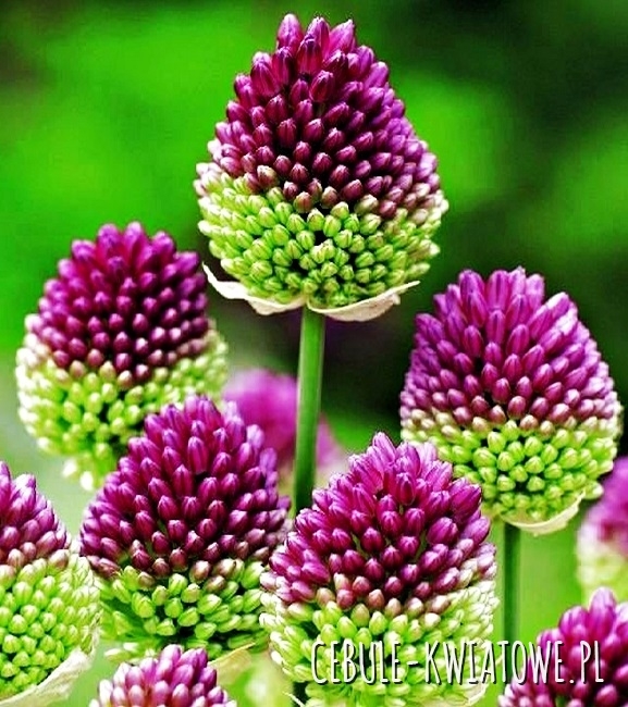 Allium Sphaerocephalon - Czosnek Ozdobny Główkowaty Sadzonka Doniczka P9