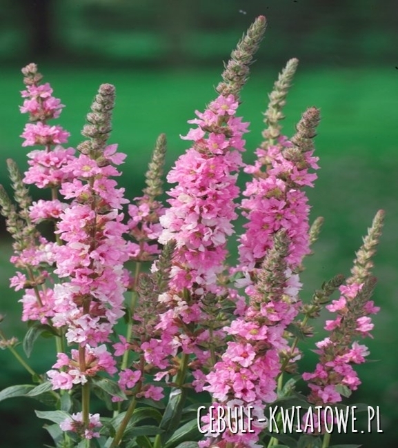 Krwawnica Pospolita Blush - Lythrum salicaria Sadzonka Doniczka P9