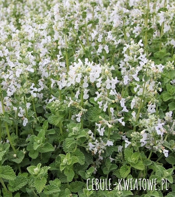 Kocimiętka Biała Snowflake - Nepeta Faasennii Sadzonka Doniczka P9