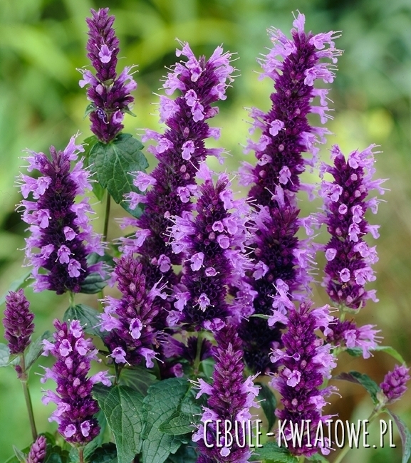 Agastache - Kłosowiec Black Adder Sadzonka Doniczka P9 1szt