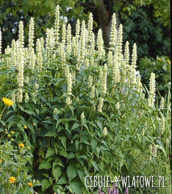 Agastache - Kłosowiec Pomarszczany Alabaster Sadzonka Doniczka P9 1szt