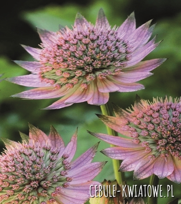 Astrantia Major - Jarzmianka Większa Florence Sadzonka Doniczka P9