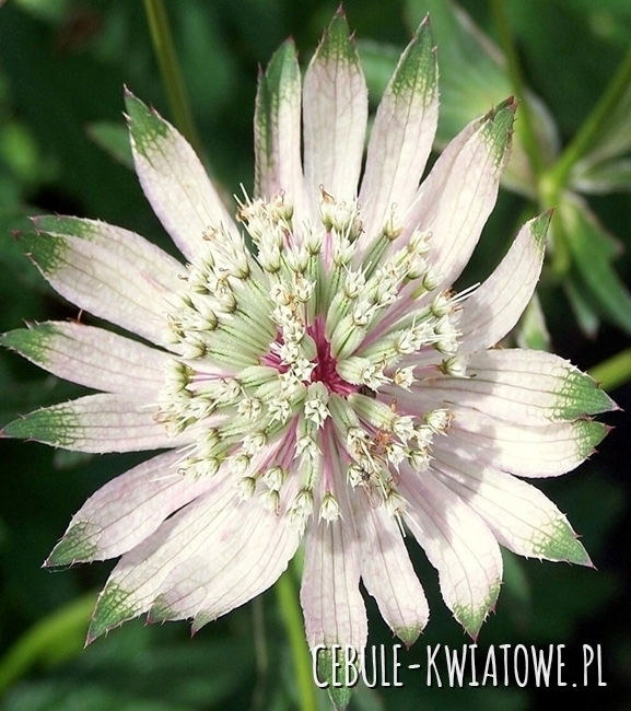 Astrantia Major - Jarzmianka Większa Snow Star Sadzonka Doniczka P9