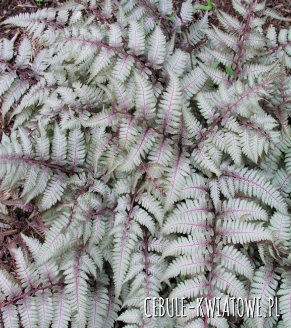 Paproć - Athyrium niponicum Silver Falls Sadzonka Doniczka P9