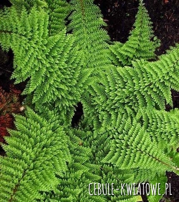Paproć Paprotnik japoński Polystichum Plumoso Densum Sadzonka Doniczka P9