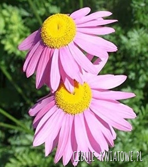 Złocień Rose Tanacetum Coccineum Sadzonka Doniczka P9