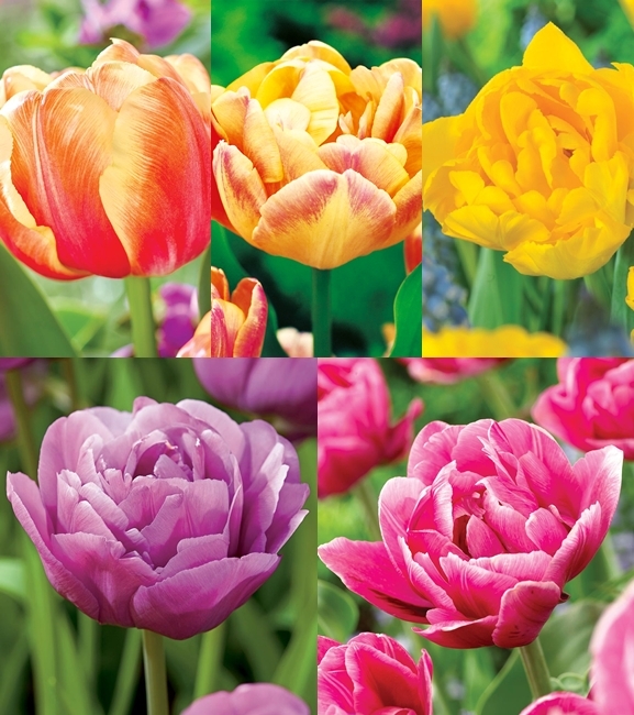 Zestaw Tulipan Pełny "10" 11/12