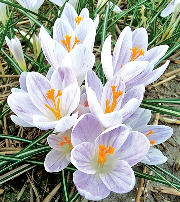 Crocus - Krokus Wiosenny Candlelight 10 szt.