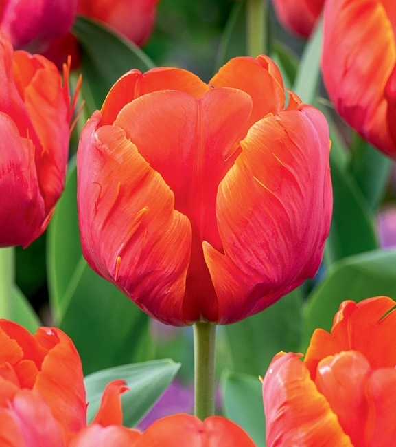 Tulipan Papuzi Ad Rem Parrot 5 szt.