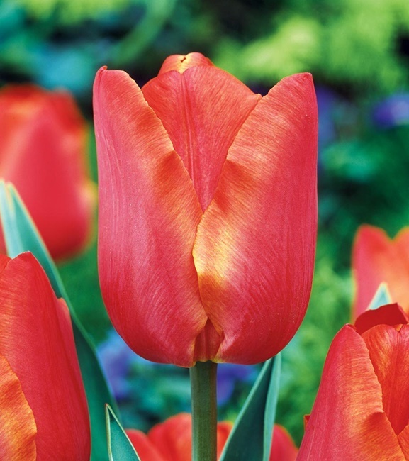 Tulipan Pojedynczy Wczesny Sunbelt 5 szt.